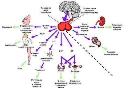 Аденома гіпофіза (пухлина): симптоми, лікування і прогноз