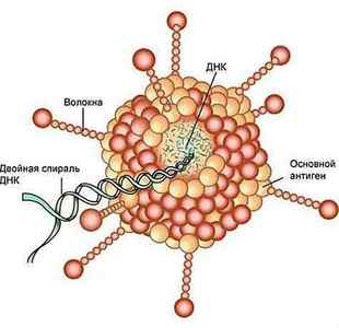 Аденовірусні конюнктивіт: симптоми і лікування кератоконюнктивіту у дітей