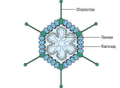 Аденовірусна інфекція у дітей: симптоми і лікування по Комаровскому