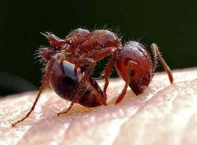 Алергія на укус мурашки