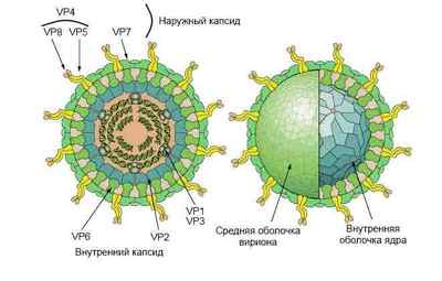 Аналіз крові на вірус Епштейна Барра при вірусної інфекції