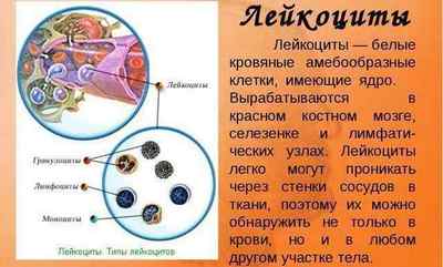 Аналіз сечі по Нечипоренко: як збирати, що показує і розшифровка