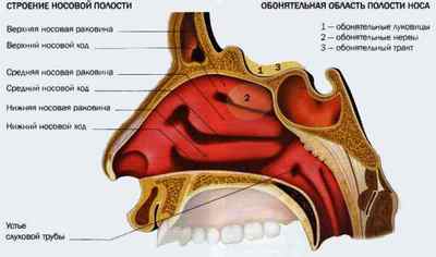 Анатомія носа: крила, порожнину, хрящі, раковини, слизова і перенісся