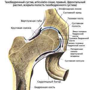 Анатомія тазостегнового суглоба людини: звязки і мязи, які кістки утворюють тазостегновий суглоб, клубово-стегнова звязка | Ревматолог