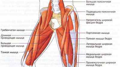 Анатомія тазостегнового суглоба людини: звязки і мязи, які кістки утворюють тазостегновий суглоб, клубово-стегнова звязка | Ревматолог