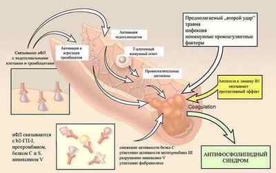 Антифосфоліпідний синдром (АФС): що це таке, симптоми і лікування при вагітності | Ревматолог