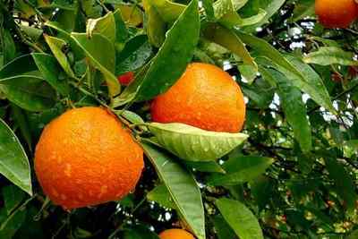 Апельсини при діабеті: можна чи ні діабетикові?
