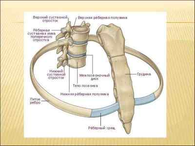 Артроз реберно-хребетних суглобів: лікування артрозу грудного відділу, реберно-поперечних суглобів і зчленувань | Ревматолог