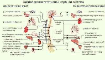 Автономна нервова система, симпатичний і парасимпатичний відділи