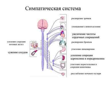 Автономна нервова система, симпатичний і парасимпатичний відділи