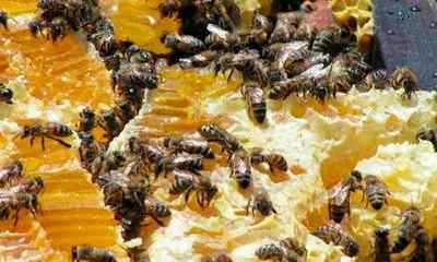 Бджолиний підмор від простатиту: користь і застосування