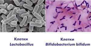 Біфідобактерії і лактобактерії: їх різниця, список препаратів і продуктів