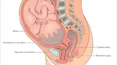 Болить поперек при вагітності на ранньому терміні, у другому і третьому триместрі: мазі і вправи, що робити якщо тягне спину | Ревматолог
