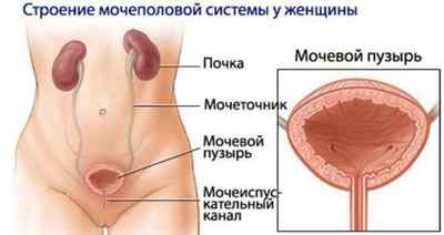 Будова і функції сечового міхура у людини