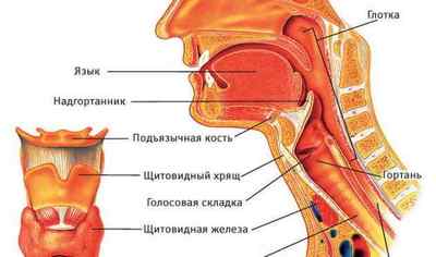 Будова горла і гортані людини, їх функції