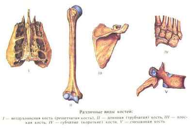 Будова кісток людини: з чого складаються кістки, що таке кістка і види кісткової тканини | Ревматолог