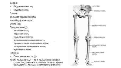 Будова ноги людини: фото з описом і назвами, де знаходяться щиколотки, як називаються кістки, скелет нижніх кінцівок | Ревматолог