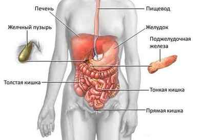 Будова шлунка: де знаходиться орган, його пристрій і відділи, функції