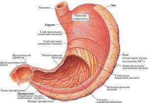 Будова шлунка: де знаходиться орган, його пристрій і відділи, функції