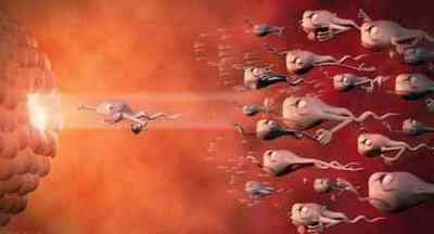 Будова сперматозоїда: функції і шлях до яйцеклітини