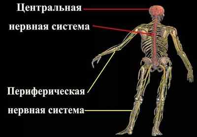 Центральна нервова система людини, функції та будова, з чого складається