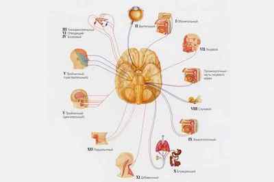 Черепні нерви 12 пар, анатомія і функції, захворювання