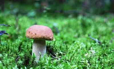 Черви в грибах небезпечні для людини: який вид паразитів може викликати захворювання