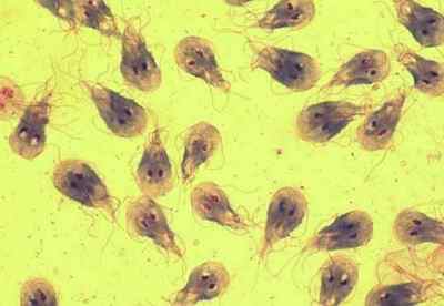 Червяки в животі людини: фото паразитів, як допомогти хворому?