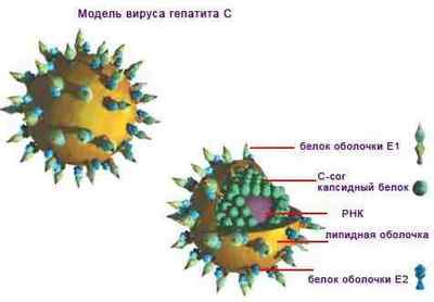Чи можна народжувати при гепатиті С: можливі ризики