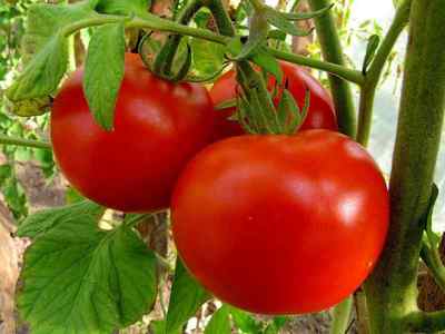 Чи можна їсти помідори при цирозі печінки, їх користь і шкоду при захворюваннях печінки