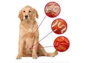 Чи можна заразитися глистами від собаки: чи передаються собачі паразити