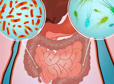 Цікаві факти про мікрофлору кишечника