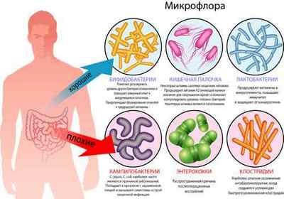 Цікаві факти про мікрофлору кишечника