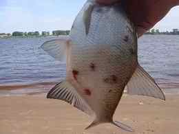 Cолітер в рибі: фото, стрічковий червяк небезпечний для людини, чи можна їсти таку рибу