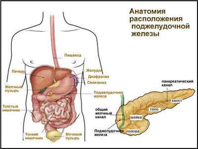 Де знаходиться підшлункова залоза у людини: фото, з якого боку розташована