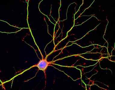 Дендрит, аксон і синапс, будова нервової клітини