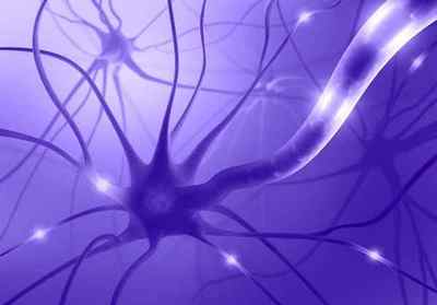 Дендрит, аксон і синапс, будова нервової клітини