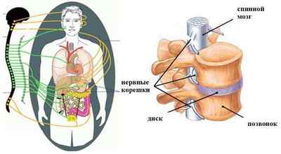 Екстрасистолія при остеохондрозі грудного відділу: звязок, причини, симптоми і лікування. Гімнастика і народні рецепти | Ревматолог