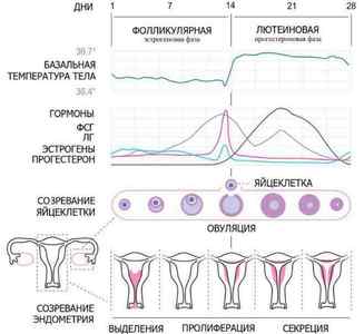 Ендометріоз сечового міхура у жінок: симптоми і лікування