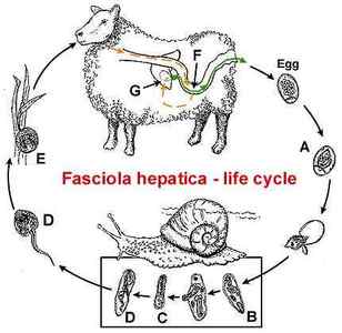 Фасциола гепатикою: симптоми, лікування і фото fasciola hepatica