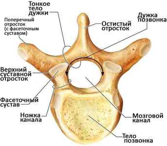 Фасеточний синдром: що це таке і лікування артрозу фасеткових суглобів хребта | Ревматолог