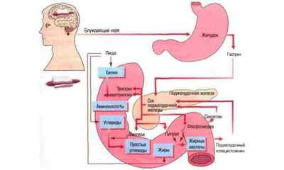 Ферменти підшлункової залози: різновиди, функції, діагностика