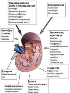 Функції нирок в організмі людини