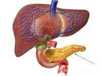 Функції підшлункової залози в організмі людини: за що вона відповідає, як працює