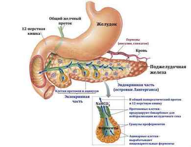 Функції підшлункової залози в організмі людини: за що вона відповідає, як працює