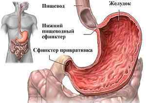 Функції шлунка: як працює орган, і які найважливіші завдання він виконує