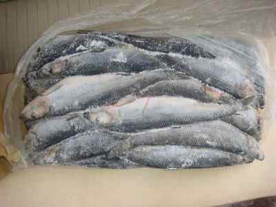 Гельмінти в рибі: фото небезпечних для людини паразитів