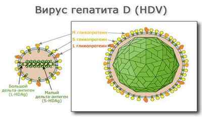 Гепатит D: шляхи зараження, симптоми, лікування, діагностика