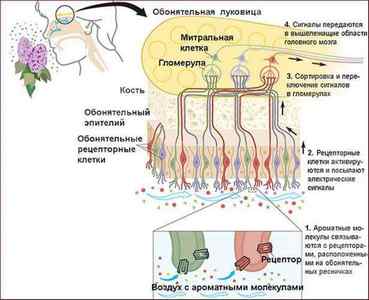 Гиперосмия, або загострене нюх, і її причини