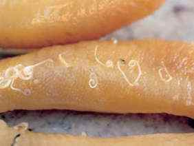 Глисти у скумбрії: фото паразитів в нутрощах (черви)